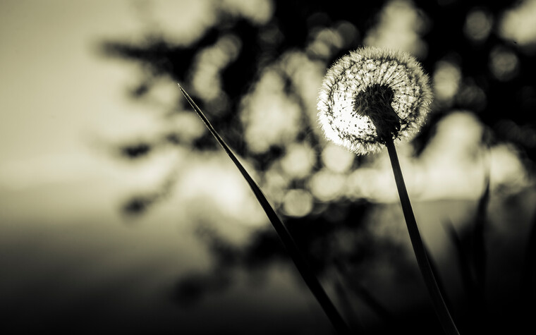 Pusteblume im Abendlicht | © Kleinwalsertal Tourismus eGen | Fotograf: Oliver Farys