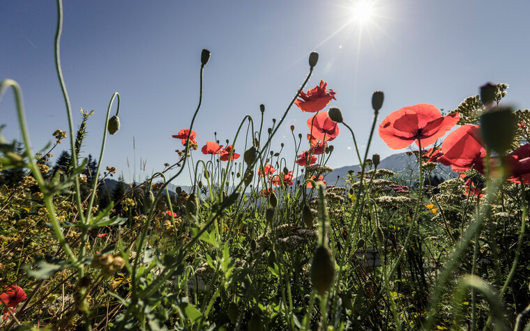 Blumenwiese im Kleinwalsertal | © Kleinwalsertal Tourismus eGen | Fotograf: Oliver Farys