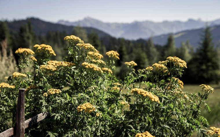 Alpenkräutergarten am Hörnlepass | © Kleinwalsertal Tourismus eGen | Fotograf: Oliver Farys