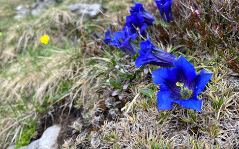 Ungarischer Enzian | © Kleinwalsertal Tourismus eGen
