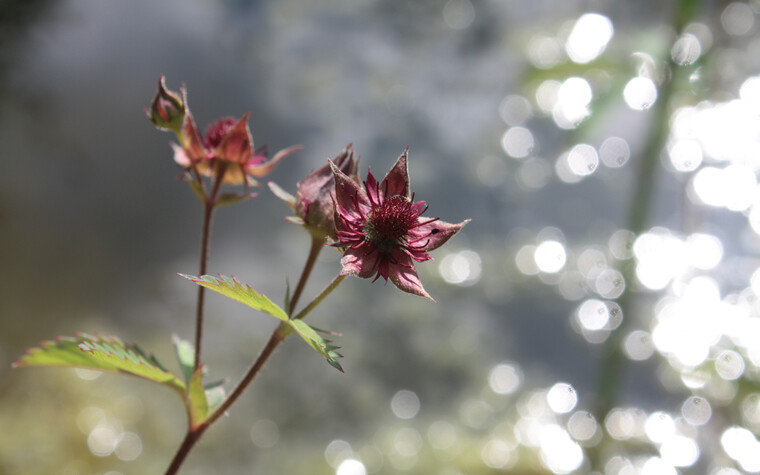 Sumpf-Blutauge | © Fotograf: Sternbea