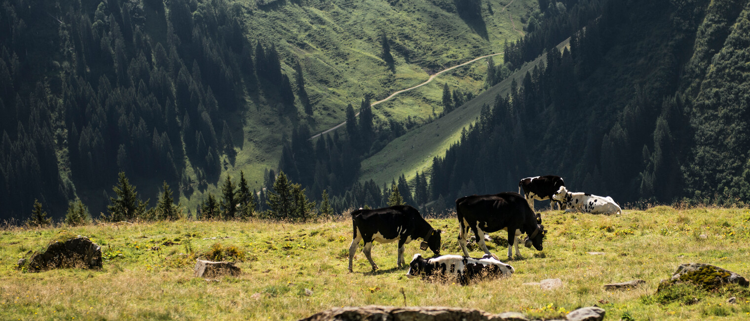 Kühe auf der Weide | © Kleinwalsertal Tourismus eGen | Fotograf: Andre Tappe Kühe auf der Weide | © Kleinwalsertal Tourismus eGen | Fotograf: Andre Tappe