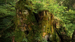Baum in der Natur | © Kleinwalsertal Tourismus eGen | Fotograf: Andre Tappe Baum in der Natur | © Kleinwalsertal Tourismus eGen | Fotograf: Andre Tappe