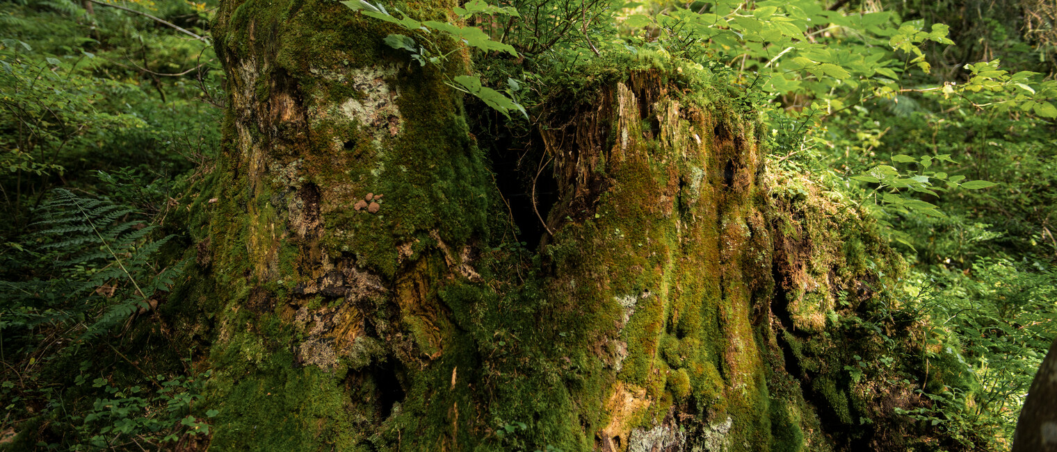 Baum in der Natur | © Kleinwalsertal Tourismus eGen | Fotograf: Andre Tappe Baum in der Natur | © Kleinwalsertal Tourismus eGen | Fotograf: Andre Tappe