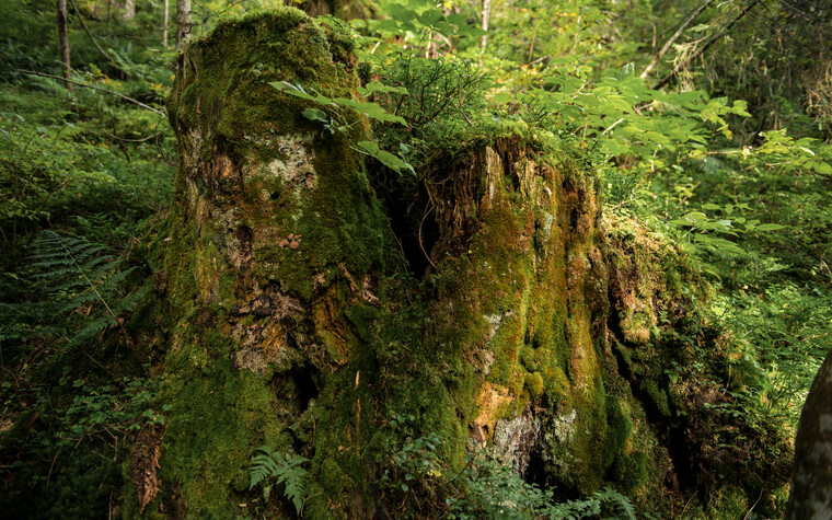 Baum in der Natur | © Kleinwalsertal Tourismus eGen | Fotograf: Andre Tappe