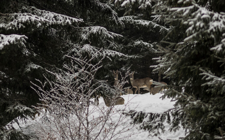 Wild auf Futtersuche im Winter | © Kleinwalsertal Tourismus eGen | Fotograf: Andre Tappe