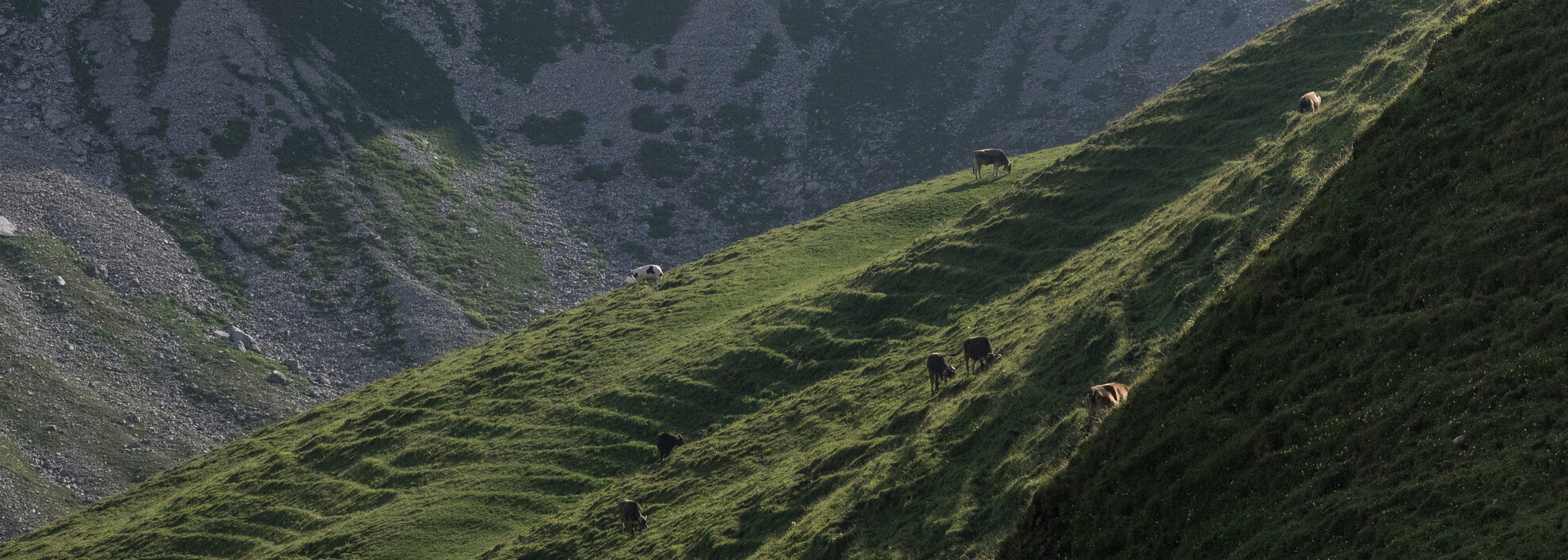Kühe auf der Hochalpe | © Kleinwalsertal Tourismus eGen | Fotograf: Andre Tappe Kühe auf der Hochalpe | © Kleinwalsertal Tourismus eGen | Fotograf: Andre Tappe