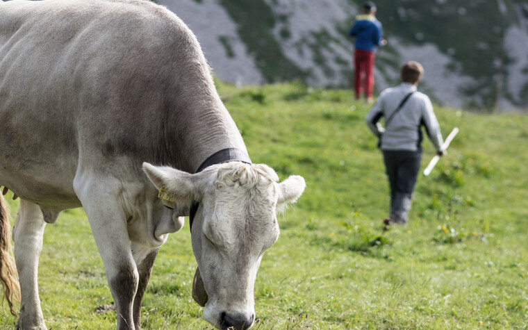 Junghirten auf der Bärgunt | © Kleinwalsertal Tourismus eGen | Fotograf Andre Tappe