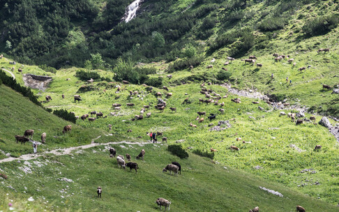 Weidevieherde auf der Bärgunt | © Kleinwalsertal Tourismus eGen | Fotograf: Andre Tappe