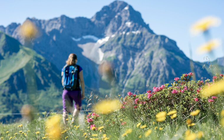 Alpenrosen am Wanderweg am Widderstein | © Kleinwalsertal Tourismus eGen | Fotograf: Dominik Berchtold