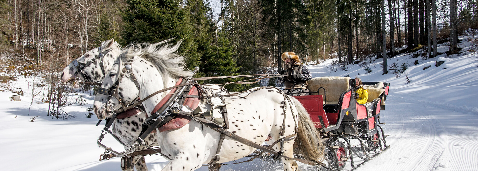 Peter Hammerer auf Schlittenfahrt | © Kleinwalsertal Tourismus eGen | Fotograf: Dominik Berchtold Peter Hammerer auf Schlittenfahrt | © Kleinwalsertal Tourismus eGen | Fotograf: Dominik Berchtold
