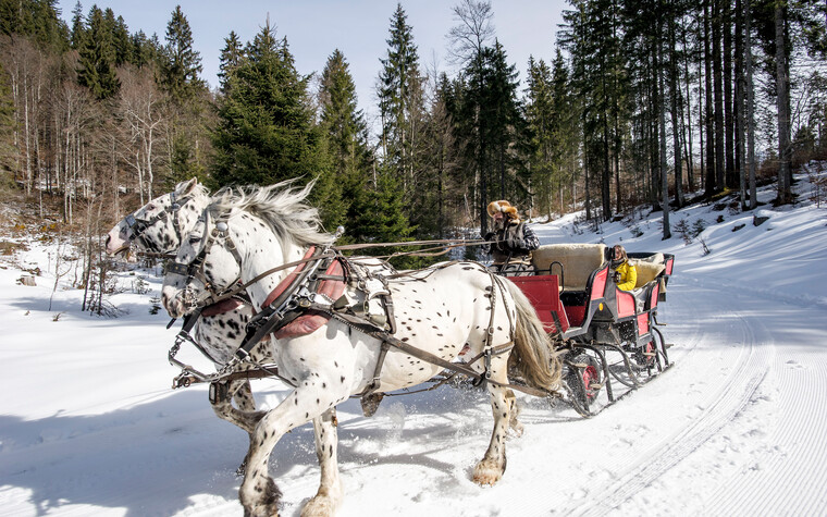 Peter Hammerer auf Schlittenfahrt | © Kleinwalsertal Tourismus eGen | Fotograf: Dominik Berchtold
