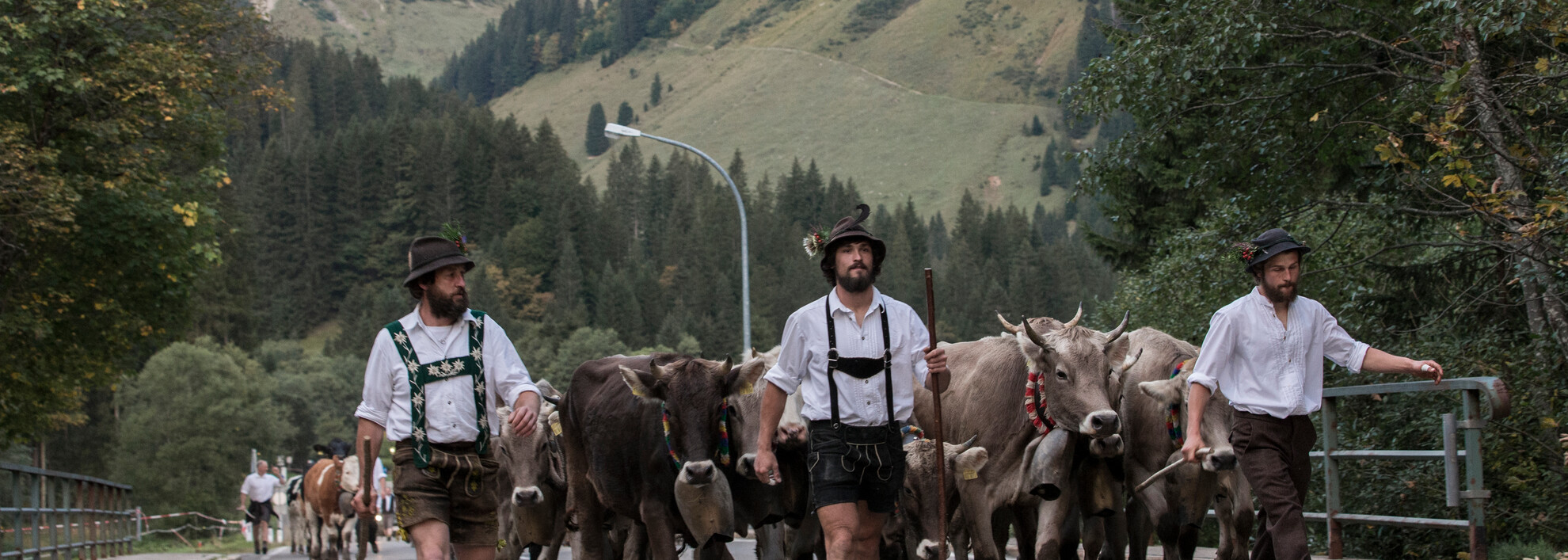 Alpabtrieb im Kleinwalsertal | © Kleinwalsertal Tourismus eGen | Fotograf: Frank Drechsel