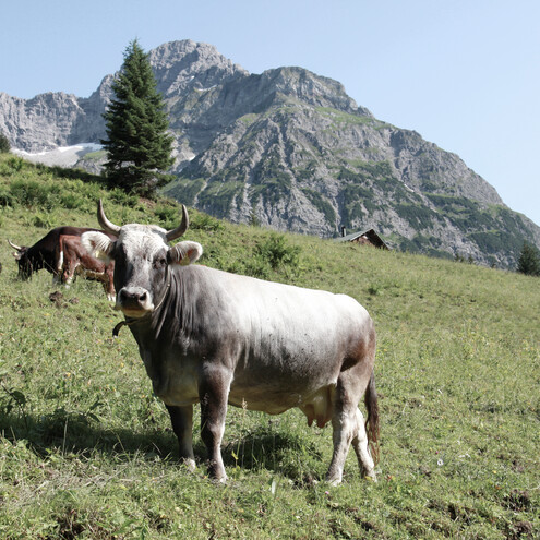 Kuh im Bärgunttal | ©  Kleinwalsertal Tourismus eGen | Fotograf: Frank Drechsel Kuh im Bärgunttal | ©  Kleinwalsertal Tourismus eGen | Fotograf: Frank Drechsel