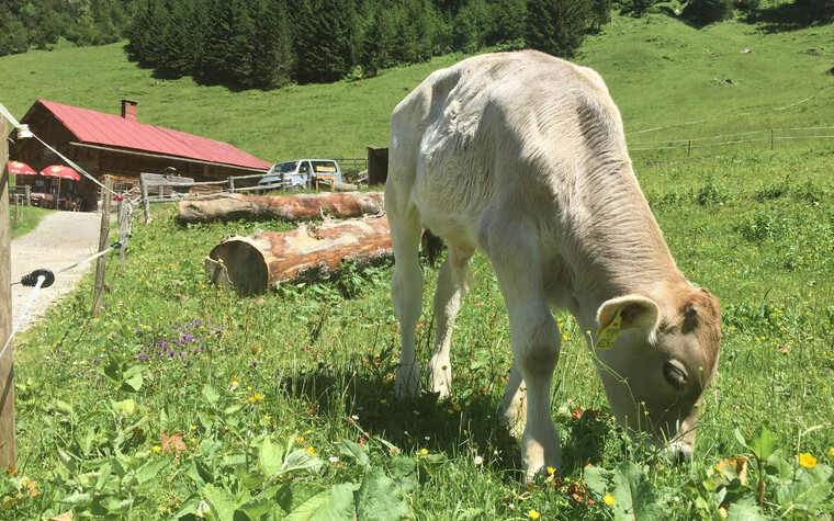 Genusshuette Gemstel-Schoenesboden | © Kleinwalsertal Tourismus eGen