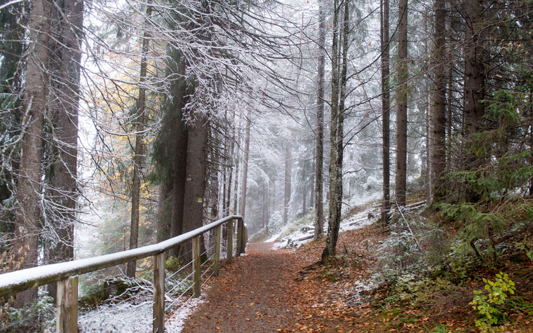 Laub im Herbst | © Kleinwalsertal Tourismus eGen | Fotograf: Louisa Hieke