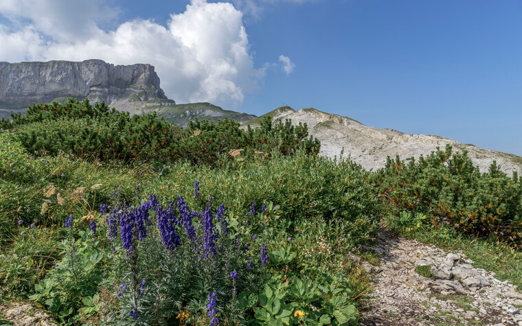 Gottesacker Plateau im Sommer | © Kleinwalsertal Tourismus eGen | Fotograf: Steffen Berschin
