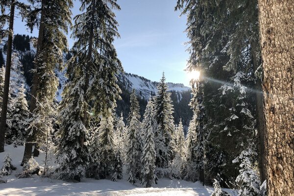 Winterlandschaft im Wäldele | © Kleinwalsertal Tourismus eGen | Fotograf: Louisa Hieke