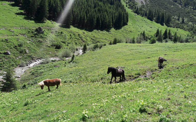 Gemsteltal | © Kleinwalsertal Tourismus eGen 