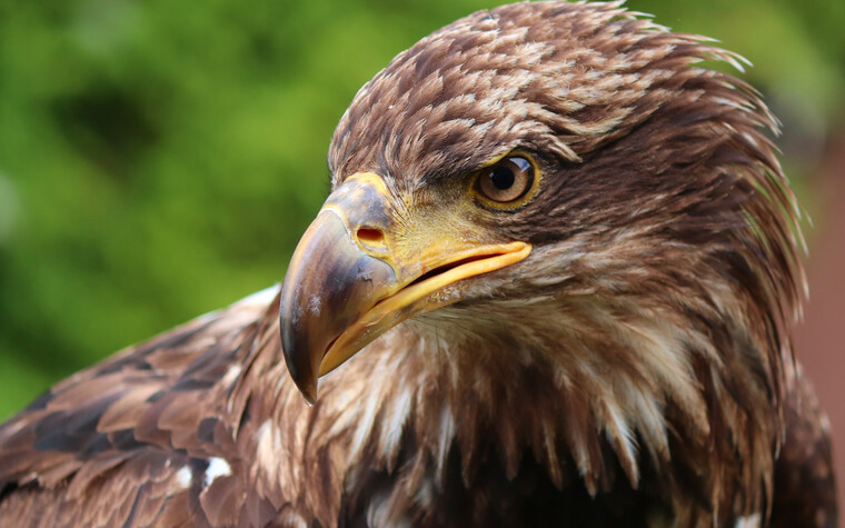 Steinadler | © Fotograf: Manfred Richter
