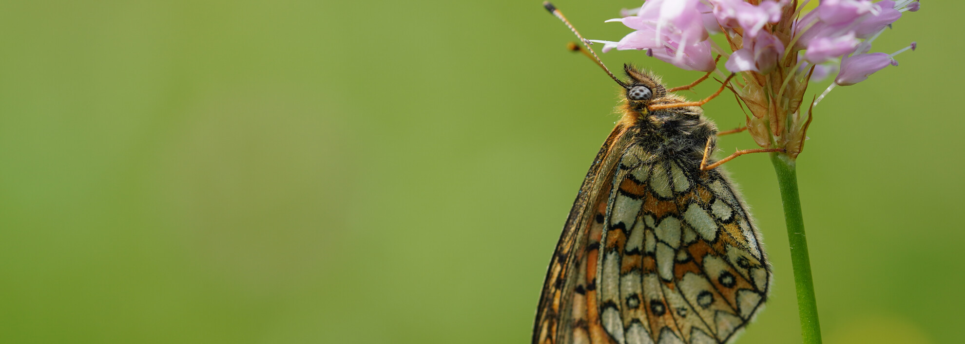 Schmetterling Randring-Perlmuttfalter | © Kleinwalsertal Tourismus eGen | Fotograf: Petra Schattanek Schmetterling Randring-Perlmuttfalter | © Kleinwalsertal Tourismus eGen | Fotograf: Petra Schattanek