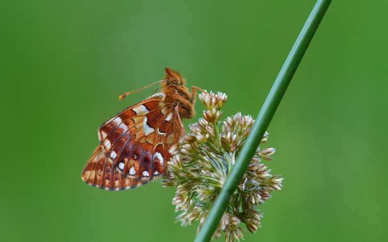 Schmetterling Hochmoor-Perlmuttfalter | © Kleinwalsertal Tourismus eGen | Fotograf: Petra Schattanek
