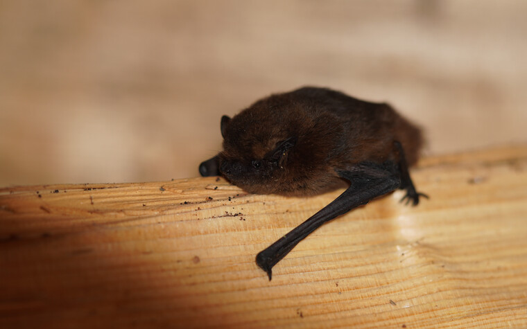 Zwergfledermaus | © Kleinwalsertal Tourismus eGen | Fotograf: Petra Schattanek