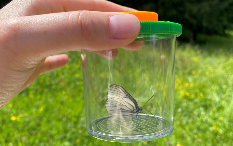 Naturvielfalt Tage Kleinwalsertal 2021 "Fliegende Diamanten" | © Kleinwalsertal Tourismus eGen